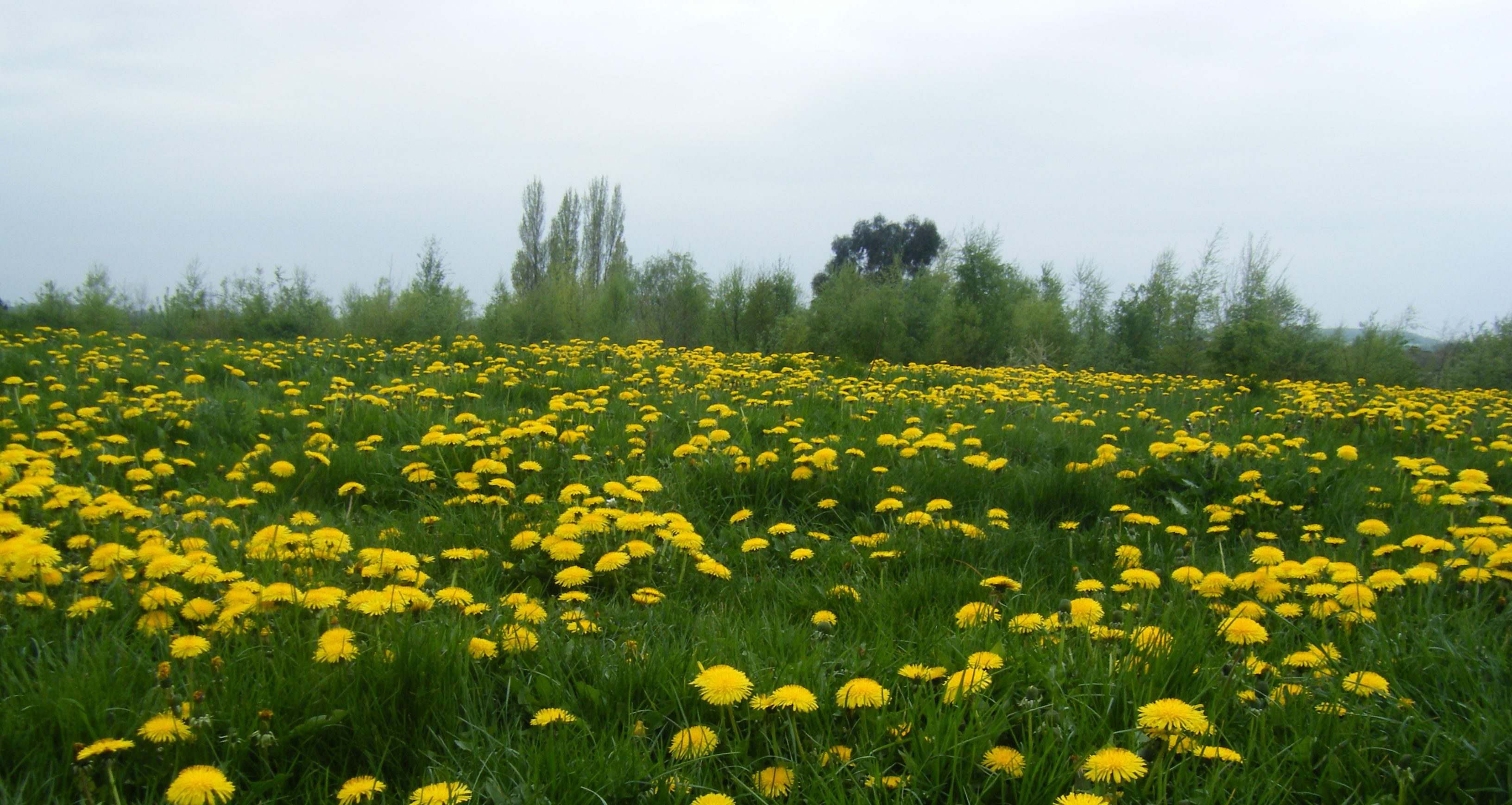 Field of dandelions at Warren House Park
