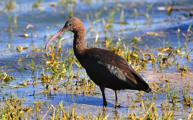 A wading bird at Avenue Washlands nature reserve.