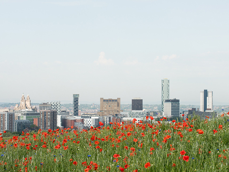 Picture of Liverpool Waterfront from the wildflower meadow at Everton Park