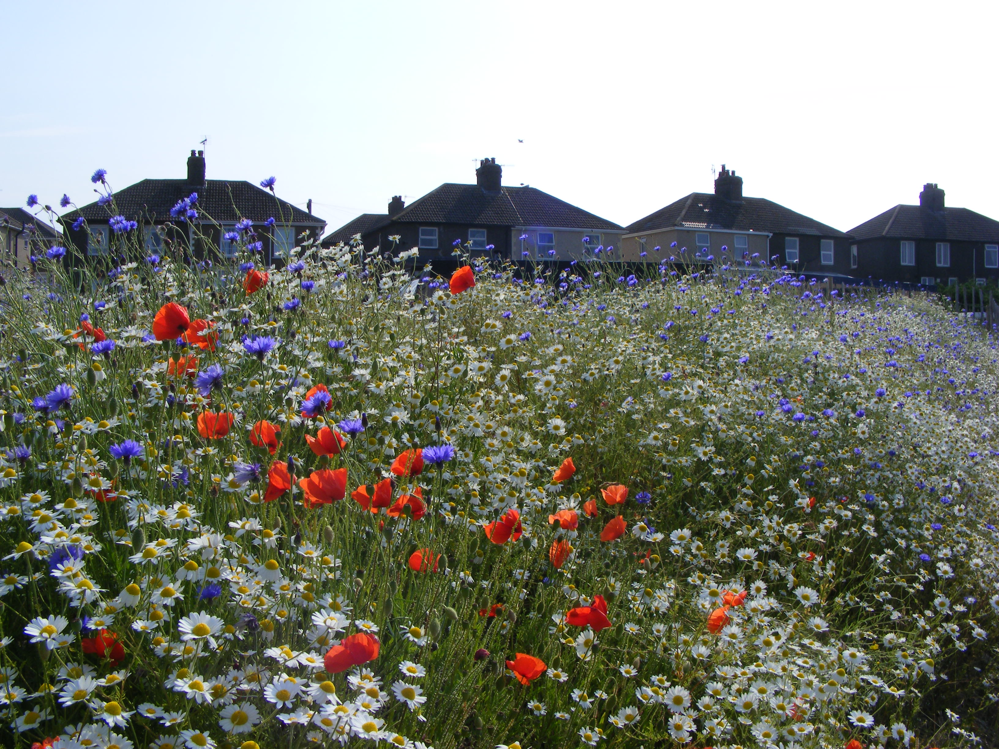 Corn chamomile, corn flowers and field poppies at Haig. Copyright Chris Gomersall.