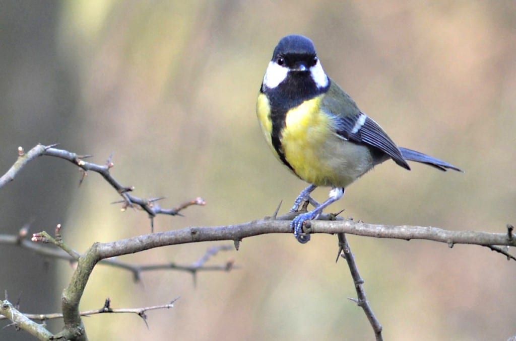 Great Tit perched on a branch at Monkton Community Woodland. Copyright Tony Cutter..