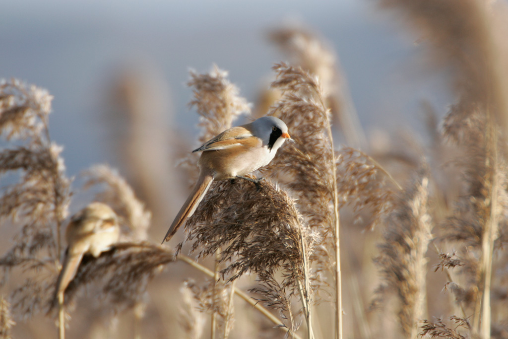 Bearded tit by Andy Hay (rspb-images)