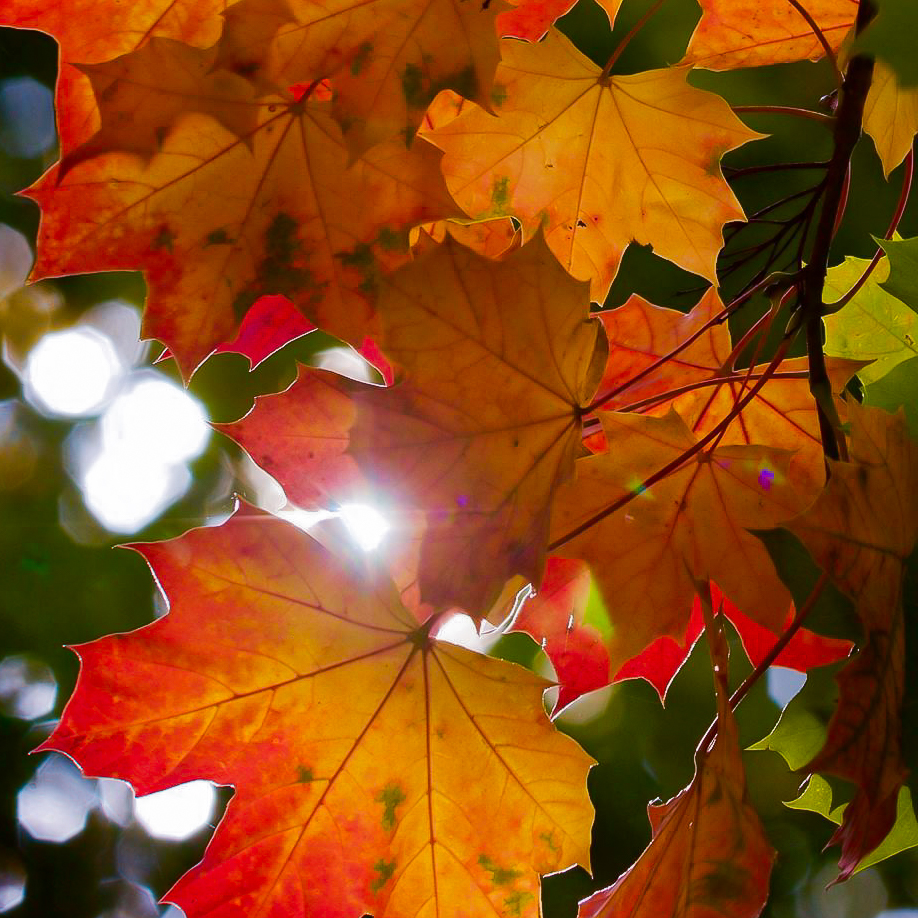 Autumn Colours at Pleasley Pit