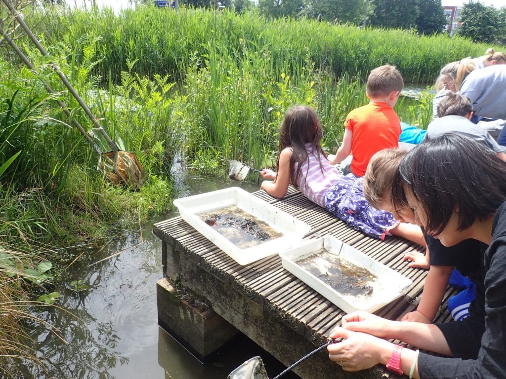 Pond Dipping