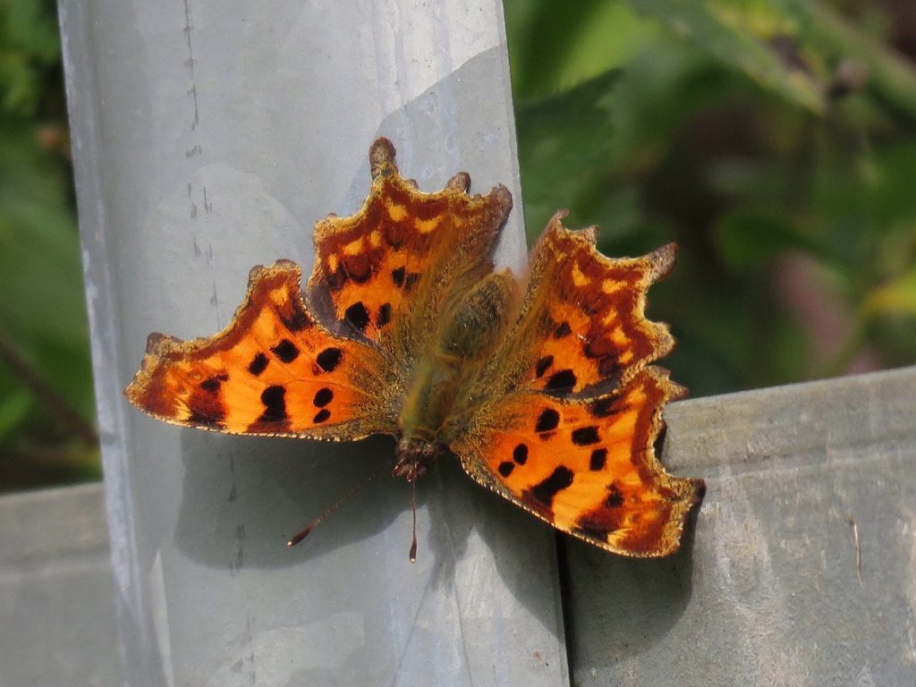 Comma butterfly at Brook Park (c) Ian Hurst