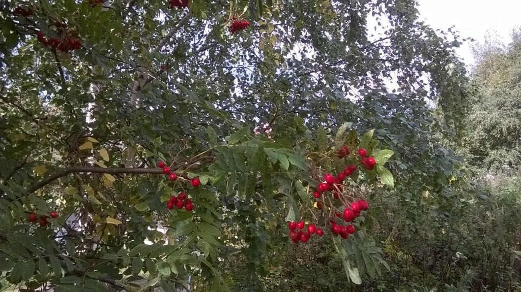 PSRP Rowan Tree Berries