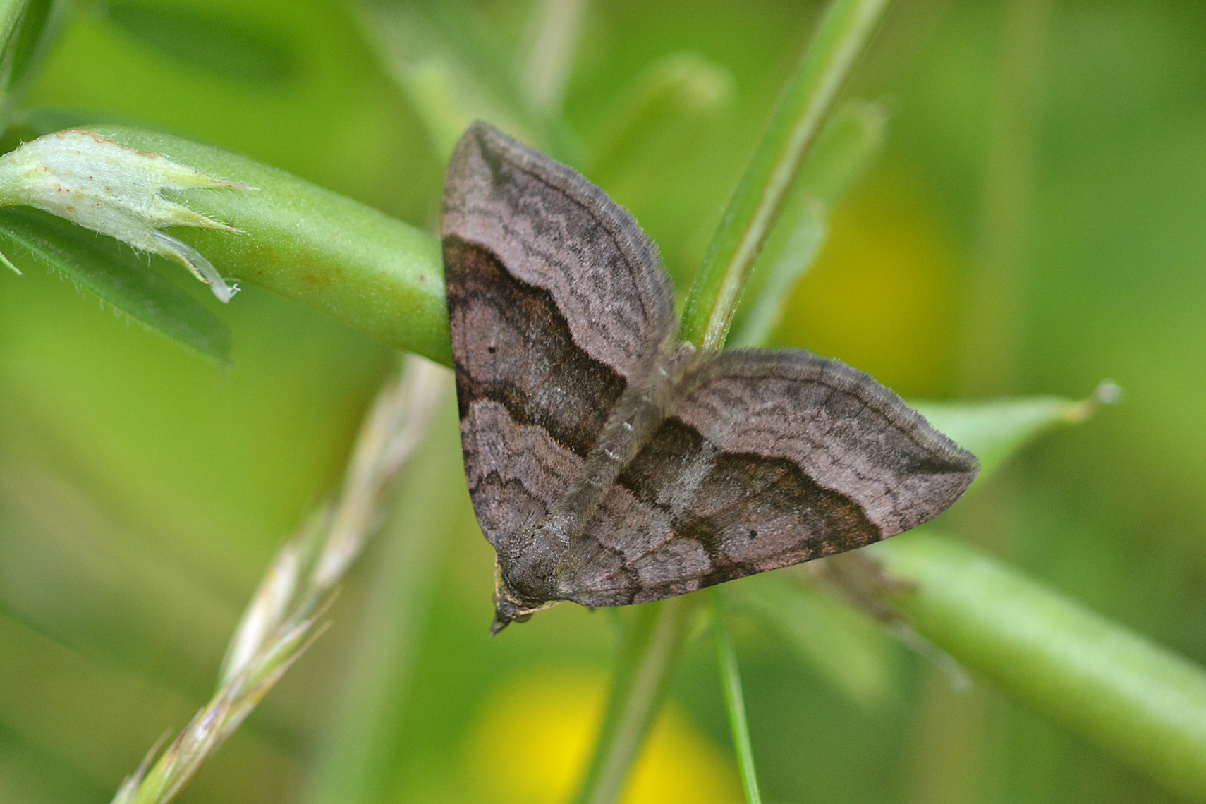 Moth at Haig