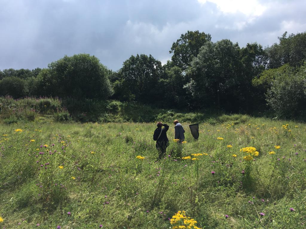 Wildlife ID trainees search for butterflies in the meadow at Hassall Green